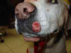 dogs anal sac