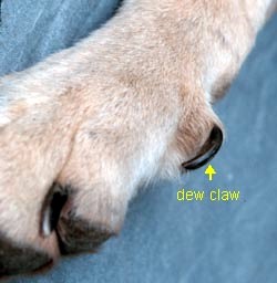 dog nail trimming. The dew claws never wear down since they don't touch the