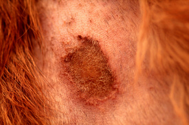 Canine Skin Allergies
