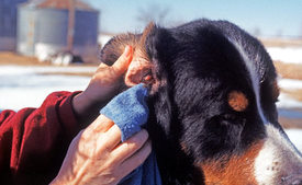 May 21, 2013. Related; More. =@= How Do You Treat A Yeast Infection In Dogs Ears 3 views Like Liked; =@= How Do You Treat Yeast Infection In Dogs Ears.