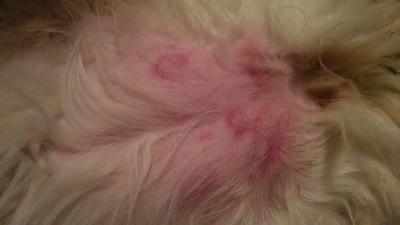 My dog has red spots on her belly...? | Yahoo Answers