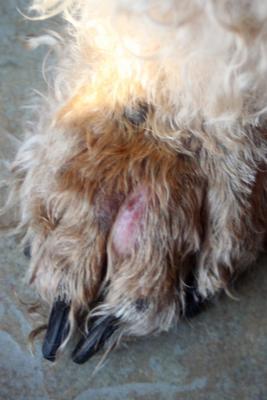 Bumps on top of dog\u0026#39;s paws turning into bigger cysts