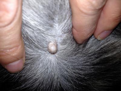 Dog Skin Bumps