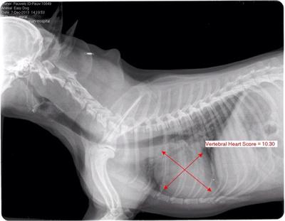 Dog with Collapsed, Narrow Trachea