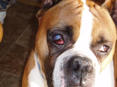 What are some common eye problems in dogs?