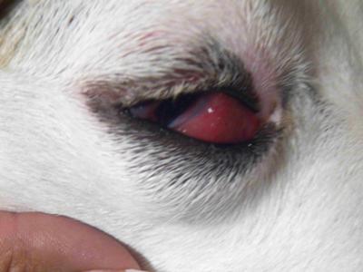 dogs eye swollen