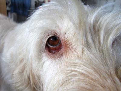 Why could a dog's eyes be red?