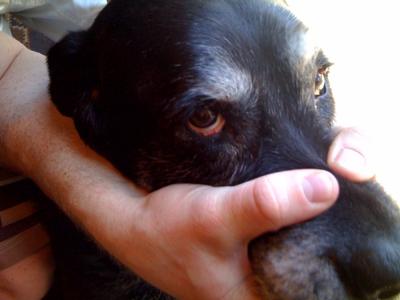 Dog Eye Problems - 8 Most Common & Treatment Options