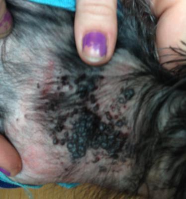 lethargic-dog-with-severe-hair-loss-cluster-of-raised-black-moles-on-neck-21734257.jpg