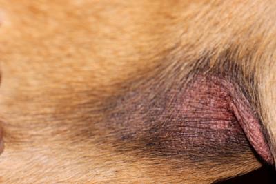 Natural Skin Care on Raw And Leathery Dog Skin Rash