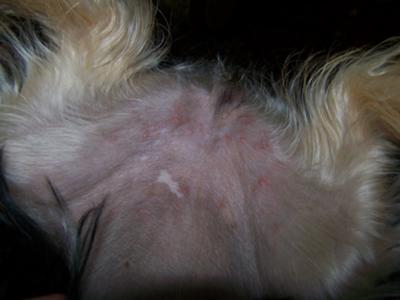 Baby Yeast Infection Diaper Rash on Red Rash On Dog S Tummy