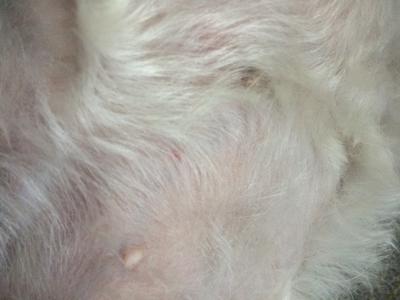 Large red spots on dog's stomach. Belly covered in spots ...