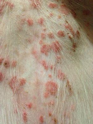 Round Peeling Red Patches On Dog's Stomach, Inner Thighs & Chest