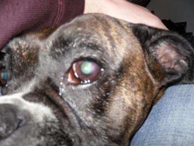 What are some common eye problems in dogs?