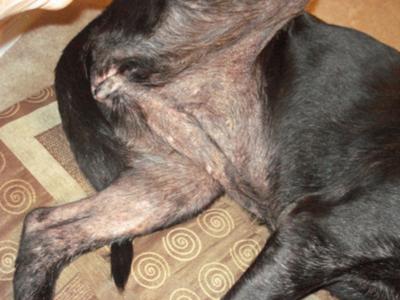 How do you recognize dermatitis in dogs?