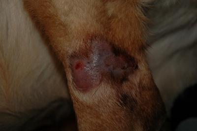 Open Sore On Dogs Leg