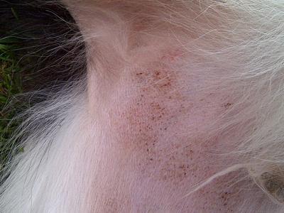 Ringworm in Cats - WebMD