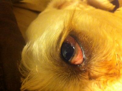 Why could a dog's eyes be red?