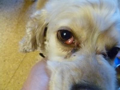 dogs eye swollen