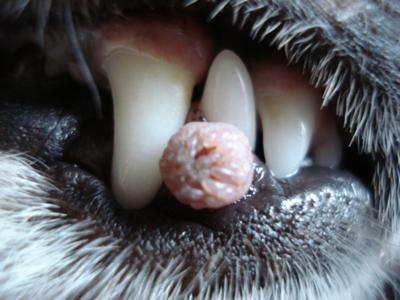Dog Warts Mouth