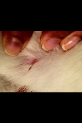 Weird growth on my puppy's left leg