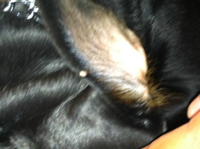 My dog has small bumps on back? - Yahoo!.