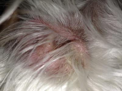 ear discharge crusty yellow ears dog dogs pet florida