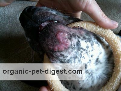 canine acne