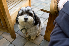 dog bed ramps