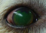 dog eye problems