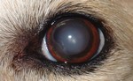 dog eye problems