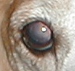 dog eye problems