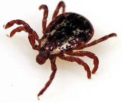 tick identification