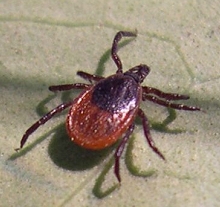 what do ticks look like