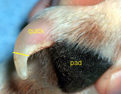 dog nail trimming