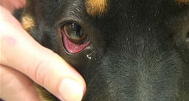 dog pink eye