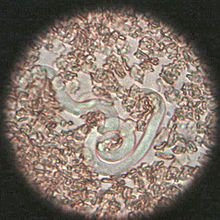 heartworm picture