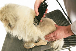 learn dog grooming styles