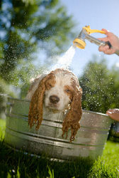 learn dog grooming styles