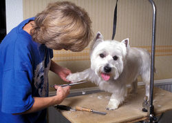 learn dog grooming styles1