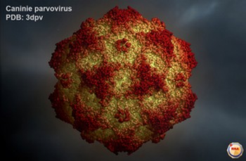 parvovirus symptoms