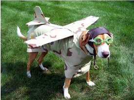 pet friendly airlines