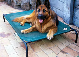 raised dog beds