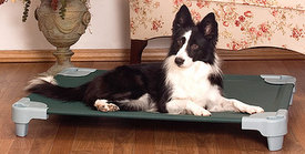 raised dog beds