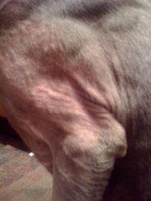 Weimaraner Foreleg Rash