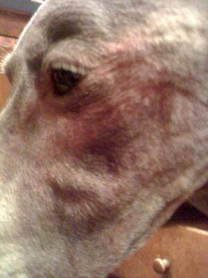 Weimaraner Eye Rash