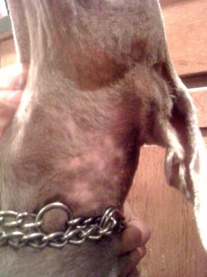 Weimaraner Neck Rash