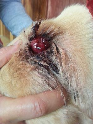 Wart/Tumour/Ulcer On Dog's Hip (Taken 7/9/14)