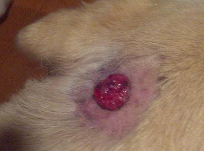 Bleeding Wart, Tumor, & Ulcer on Dog