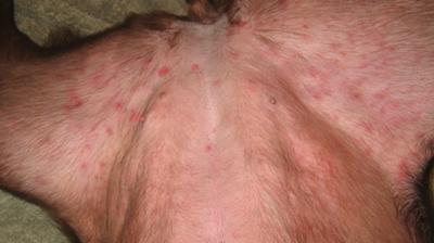 Belly And Leg Rash On Dog Organic Pet Digest